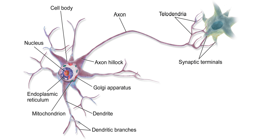 Biological-neuron