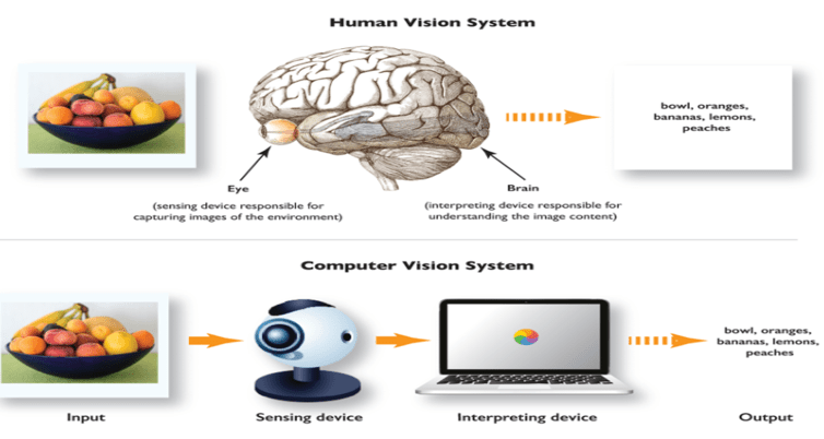 Human vision and computer vision systems process